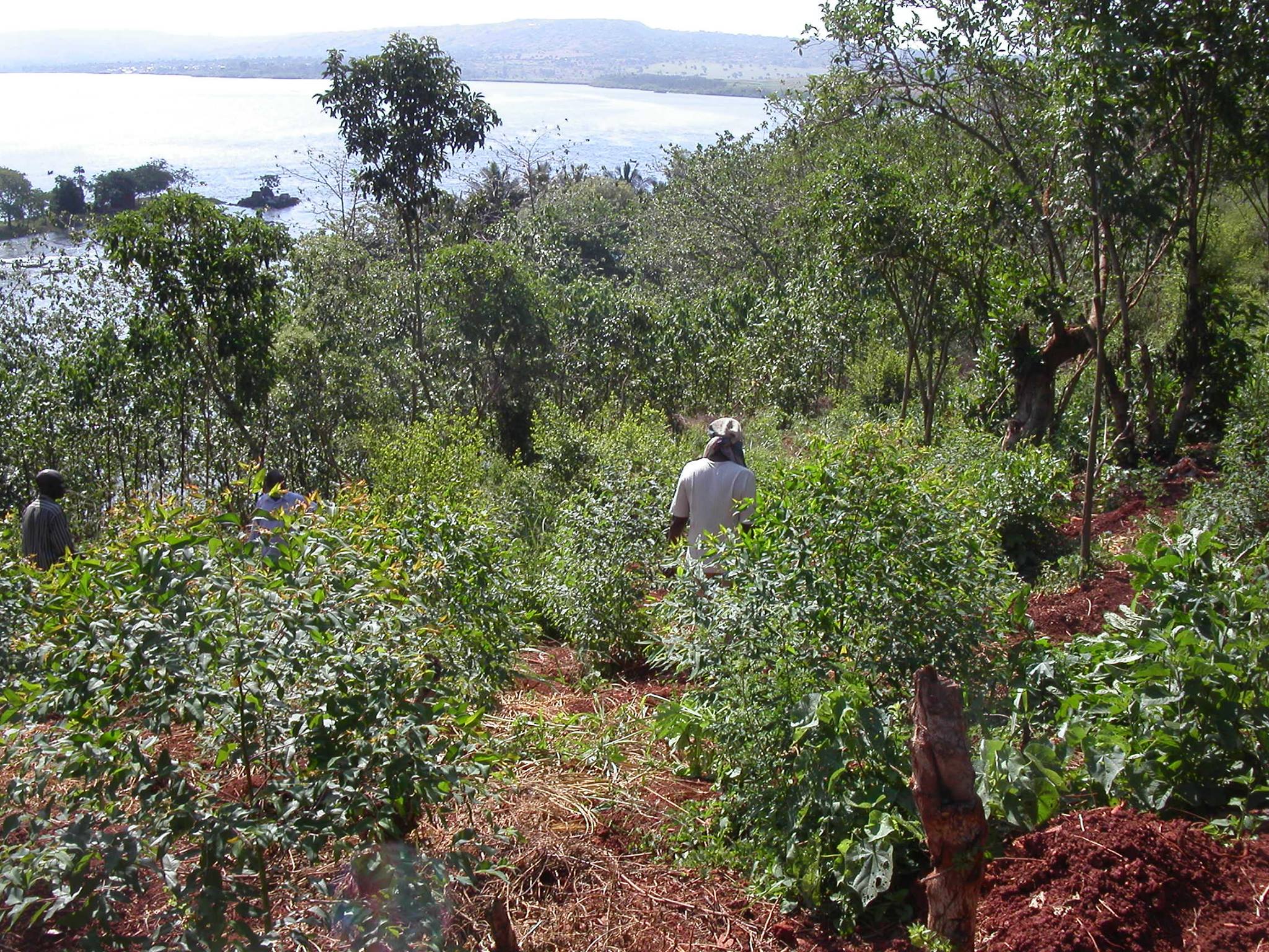 Sustainable agriculture and food security